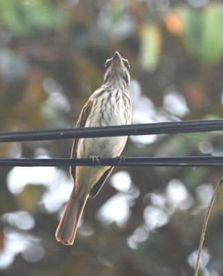 Streaked Flycatcher