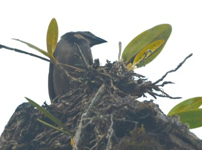 Buff-throated Saltator