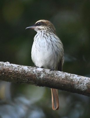Another front view of the Streaked Flycatcher