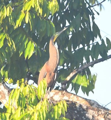 Another shot of the Bare-throated Tiger-Heron, when it came out into the bright sunlight