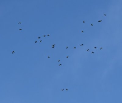 Some of the 45 Crimson-fronted Parakeets that flew over us