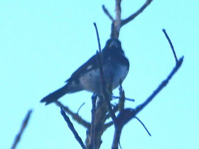 Anybody have a guess what this fuzzy, poorly-lit bird is?