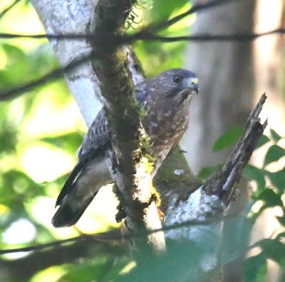 This Broad-winged Hawk perched in the trees 30-40 feet into the forest beside the road.