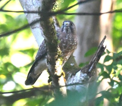 Broad-winged Hawk, front view of head