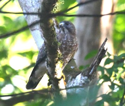 Broad-winged Hawk, left side of head