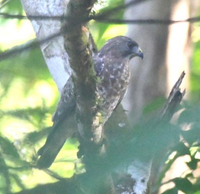Broad-winged Hawk, right profile
