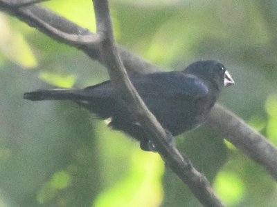 Male Blue-black Grosbeak