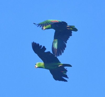 We don't have them on our eBird list for this morning, but these look like Mealy Parrots--no red on the forehead like the Red-lored Parrot.