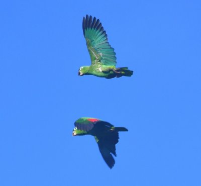 Mealy Parrots, in flight