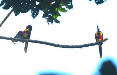 When we walked back down the entrance road to where it runs into a creek, we saw these Fiery-billed Aracaris overhead.