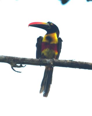 Fiery-billed Aracari