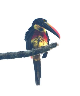 Fiery-billed Aracari