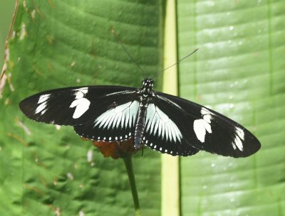 Zebrawing butterfly