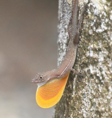 The anole gave us a look at its dewlap.