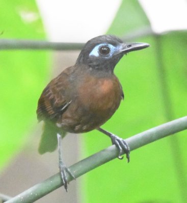 On the after-breakfast bird walk, we saw this Chestnut-backed Antbird.