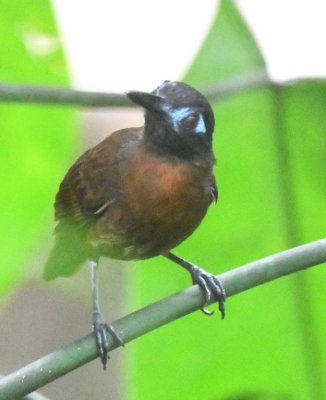 Chestnut-backed Antbird, looking at something on the ground below