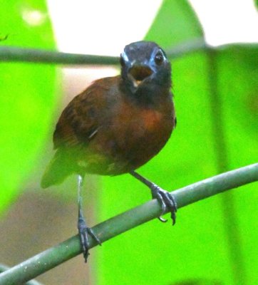 Chestnut-backed Antbird