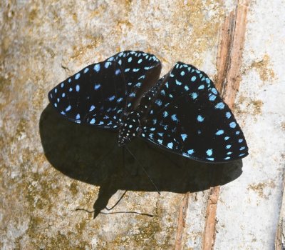 Mary spotted this pretty butterfly that was black with blue spots on the tops of its wings...