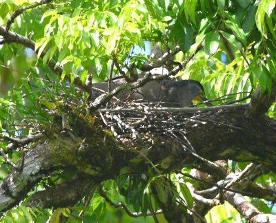 Bare-throated Tiger-Heron, on a nest