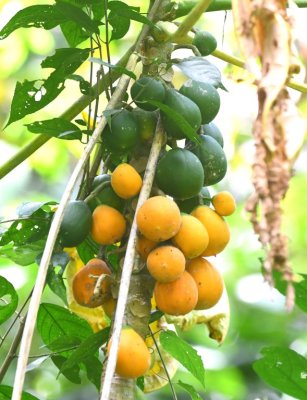 Unripe and ripe mangos