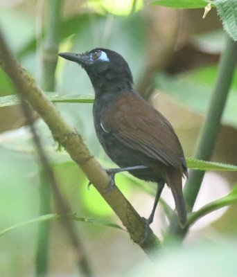 We saw another Chestnut-backed Antbird.