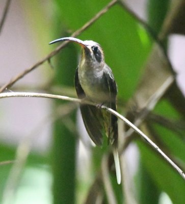 While we were eating, this Long-billed Hermit lit among the palms at the edge of the dining area and posed while some of us took many photos.