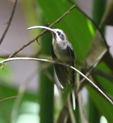 Long-billed Hermit, at the dining pavilion at Danta Corcovado Lodge, Costa Rica