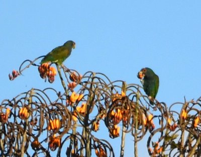 From the backyard of the hotel, we could see White-crowned Parrots on a distant tree down the hill.