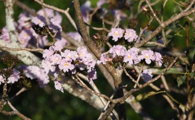 Pale pink flowers on a tree below the hotel yard