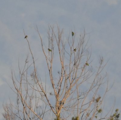 Several White-crowned Parrots were in this tree and we could see their white foreheads when they turned to the sun.