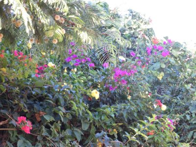 Some of the 'hedge' of bougainvillea and other flowers along one side of the hotel patio area