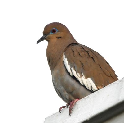 A White-winged Dove was perched on the eave of the hotel.