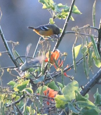 This female Baltimore Oriole was inspecting the orange flowers.