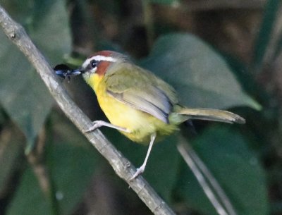 This Rufous-capped Warbler found an insect in the bushes along the path.