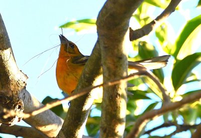 The Flame-colored Tanager had some nesting material.