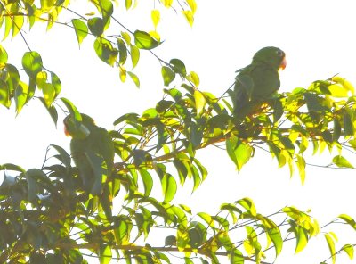Two Red-lored Parrots