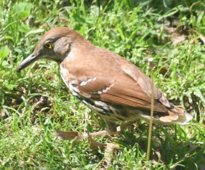 This young Brown Thrasher has a stubby tail and dirt on his bill.