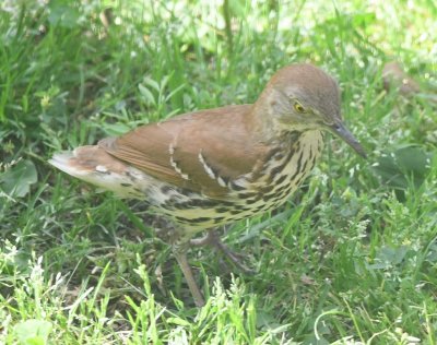 Young Brown Thrasher, in the grass near the flat feeder in the backyard