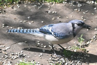 Blue Jay, eating seeds off the path in the backyard