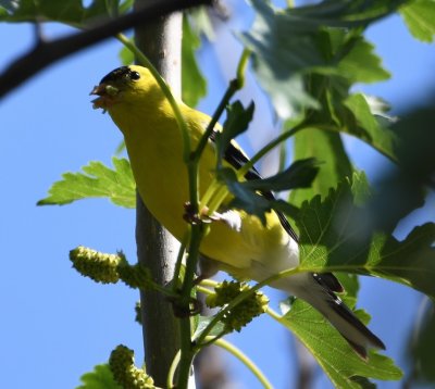Male American Goldfinch, eating mulberries in the tree by the driveway in the front yard