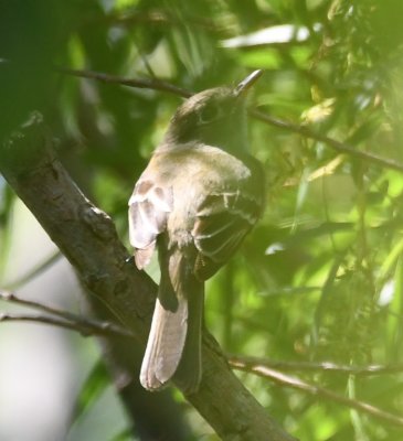 Small flycatcher, in trees along drainage ditch behind the back fence
Slight eye ring, wing bars