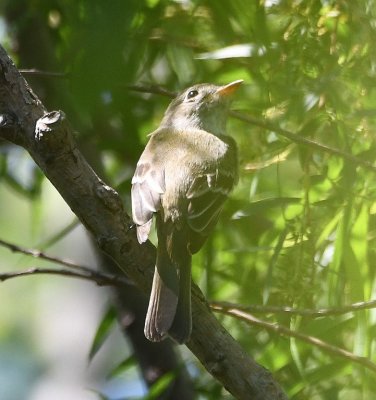 Orange-ish lower mandible, light throat, tail looks forked in this photo