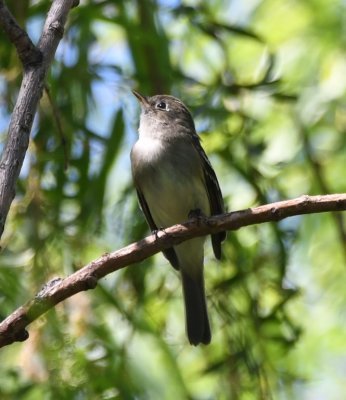 Is this a different small flycatcher?
Lower mandible doesn't look as orange, gray breast goes to white, then yellow below