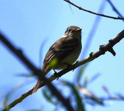 I think this is another bird, E of the other(s)