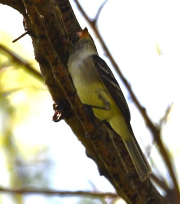 Now I'm looking back to the W; not sure whether this is first bird or another