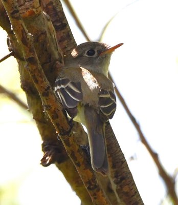 DSC_6803b.jpg