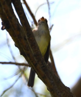 DSC_6813b.jpg