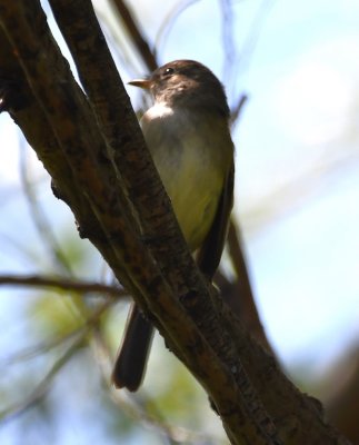 DSC_6814b.jpg