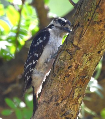 Female Downy Woodpecker, in W Honey Locust tree