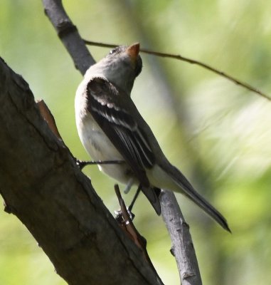 This one appears more white-gray on the belly than previous ones